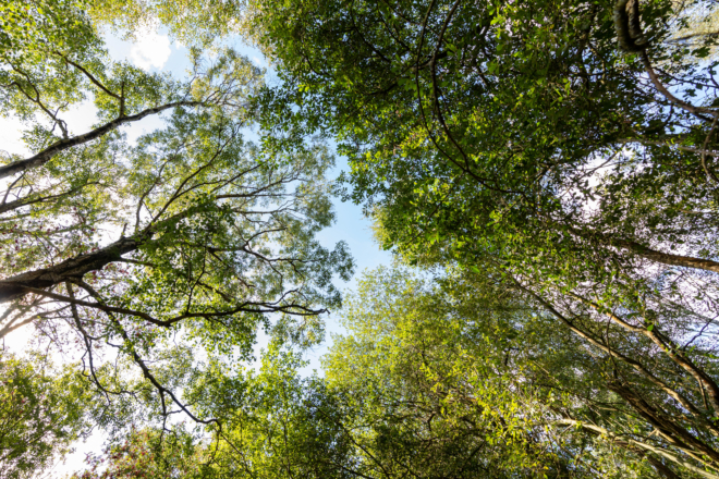 Trees why sky view