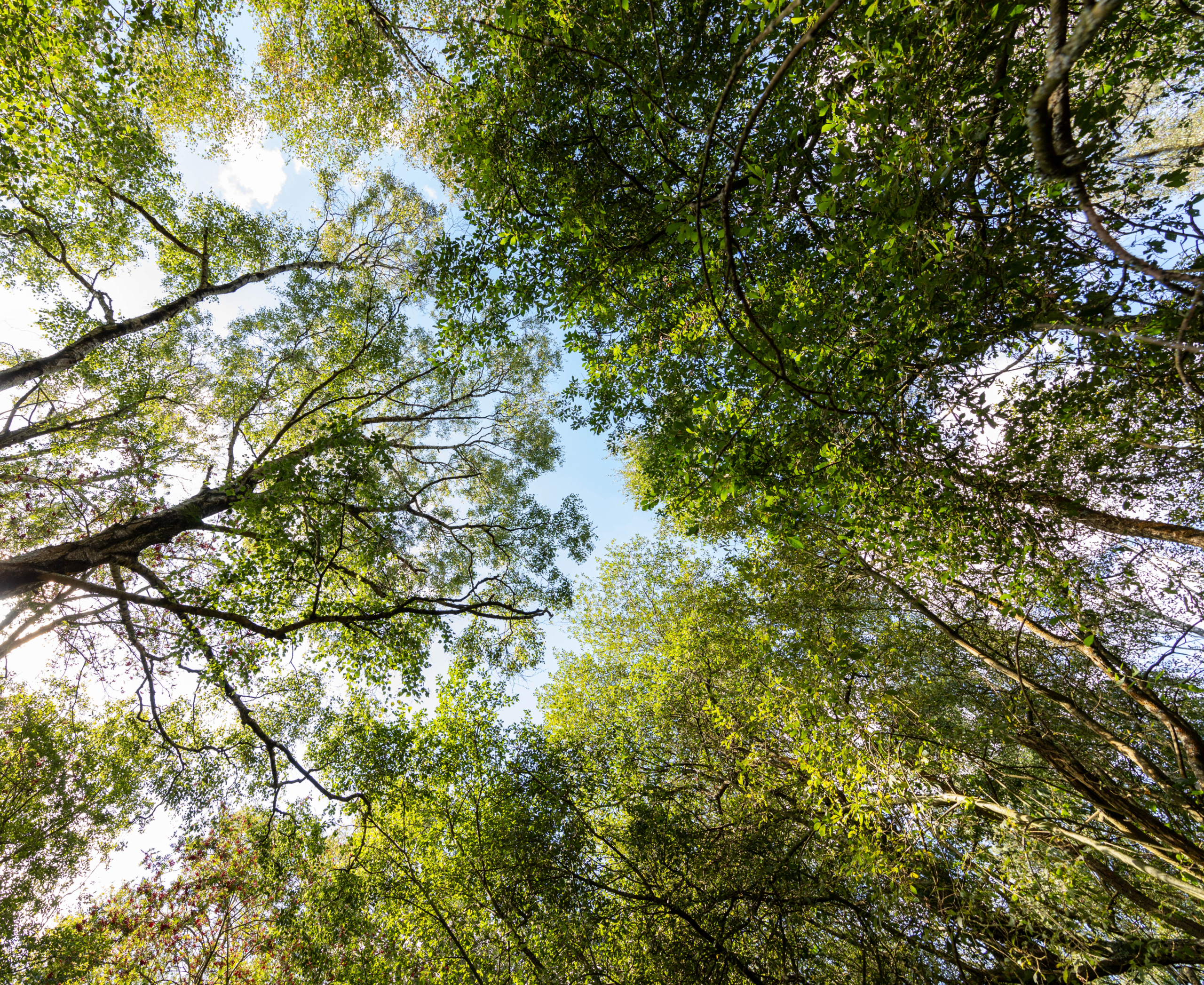 Trees why sky view